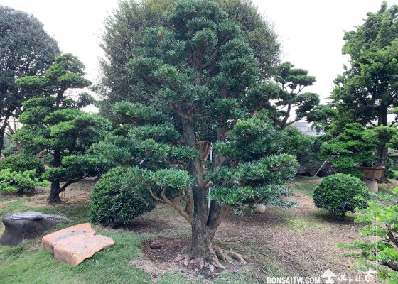 img 9640 [羅漢松]整理🙏 大型庭園樹專區(Garden Tree)