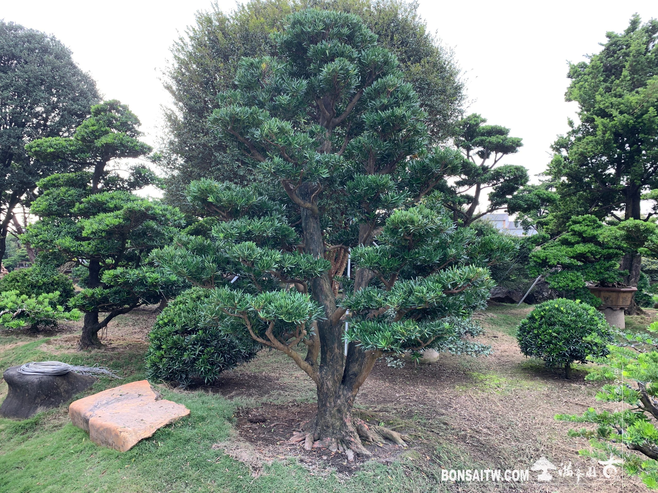 img 9640 [羅漢松]整理🙏 大型庭園樹專區(Garden Tree)