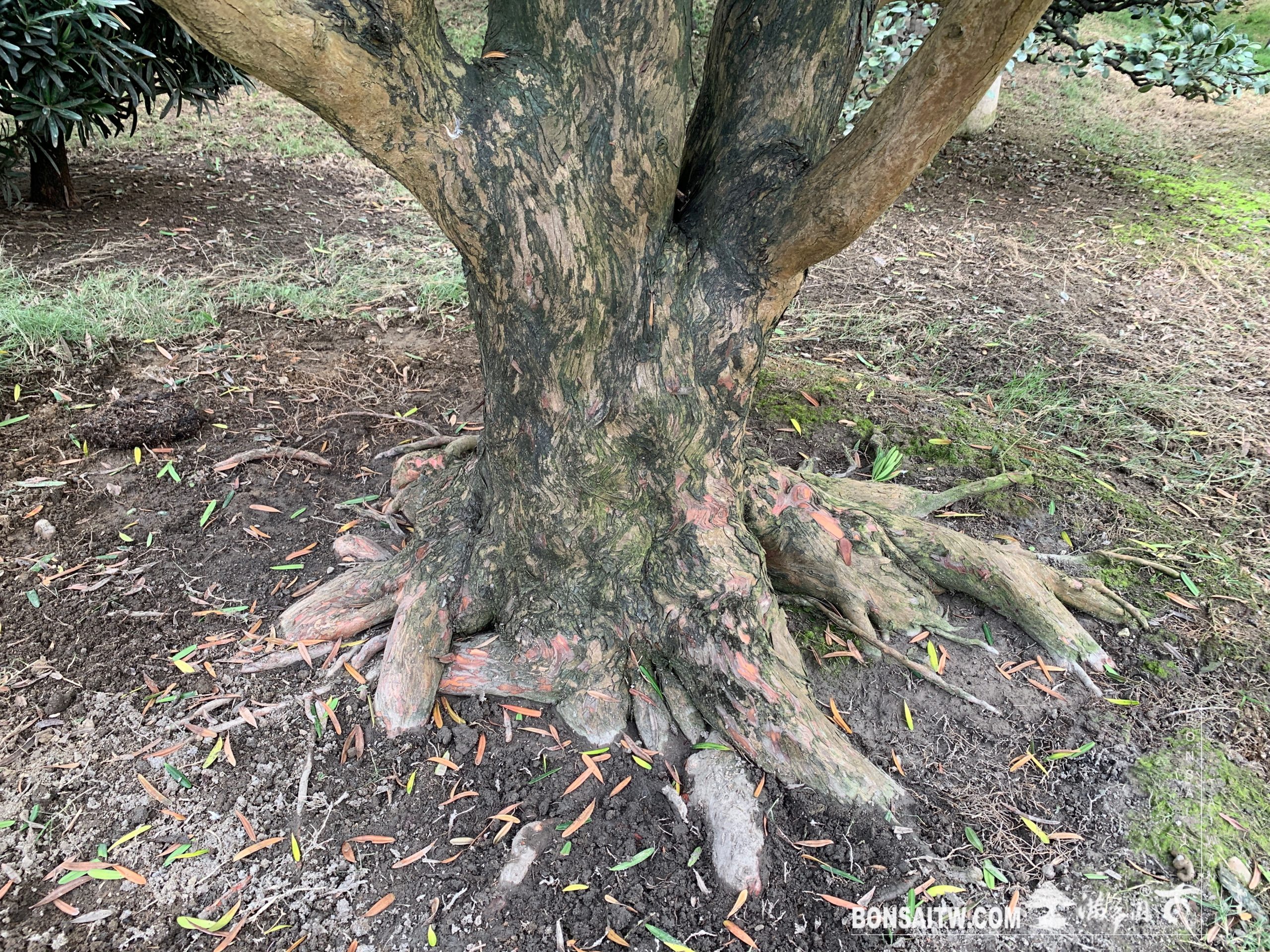 img 9641 [羅漢松]整理🙏 大型庭園樹專區(Garden Tree)