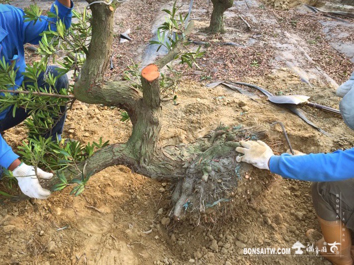 img 9760 [羅漢松]上盆整理🙏