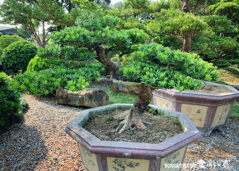 401d0580 7d86 4b38 9238 10acc7303d61 [晶鑽羅漢松]整理 晶鑽羅漢松(Diamond Podocarpus costalis)