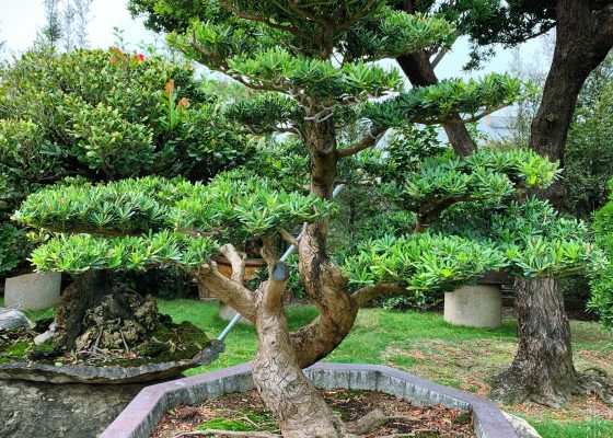 5928b587 2c46 4411 801c 4c06238a3074 [晶鑽羅漢松]整理 羅漢松(Podocarpus costalis)