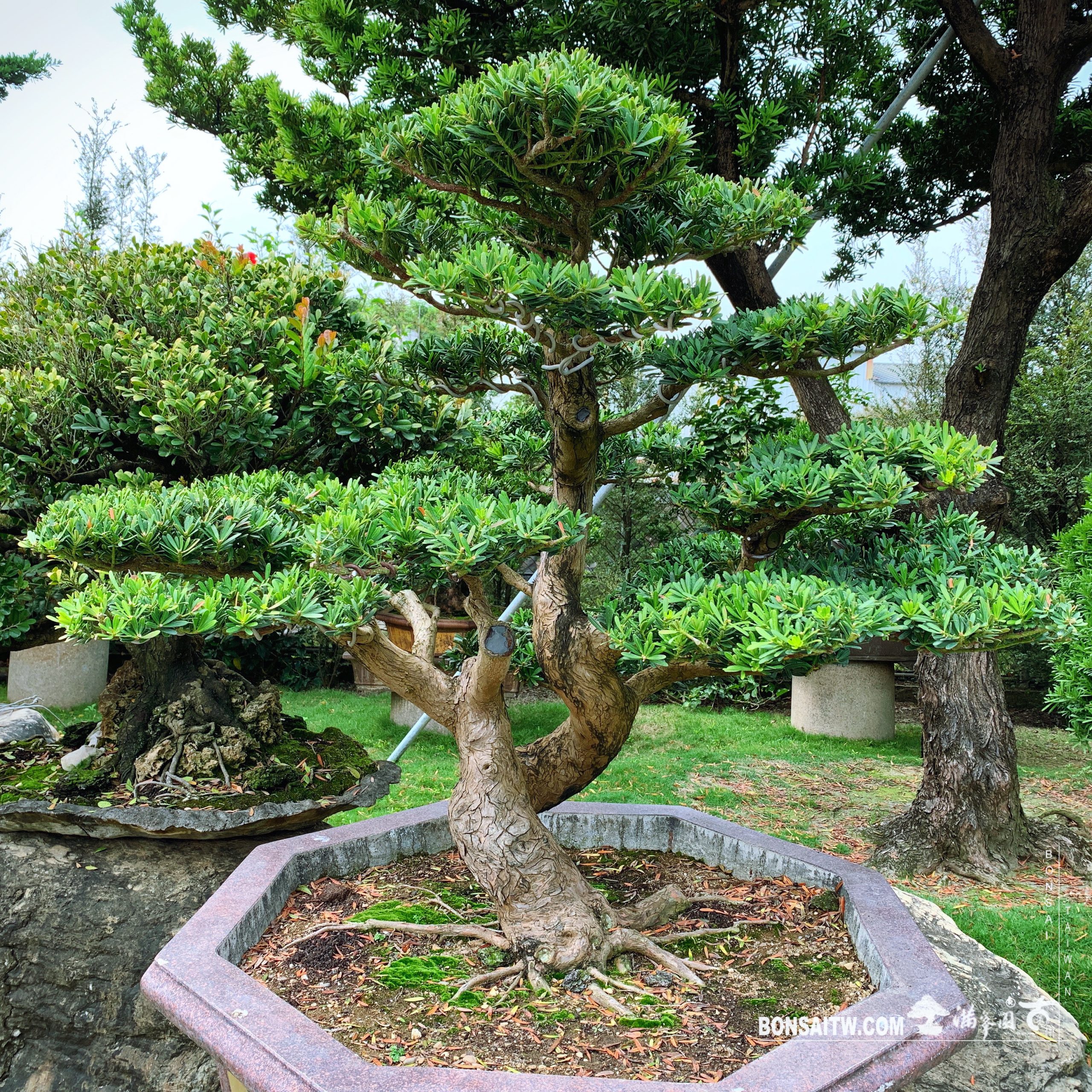 5928b587 2c46 4411 801c 4c06238a3074 [晶鑽羅漢松]整理 晶鑽羅漢松(Diamond Podocarpus costalis)