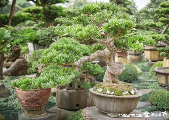 ee6b99de 258f 4233 ae63 c4a2a04e621e [羅漢松]整理 羅漢松(Podocarpus costalis)