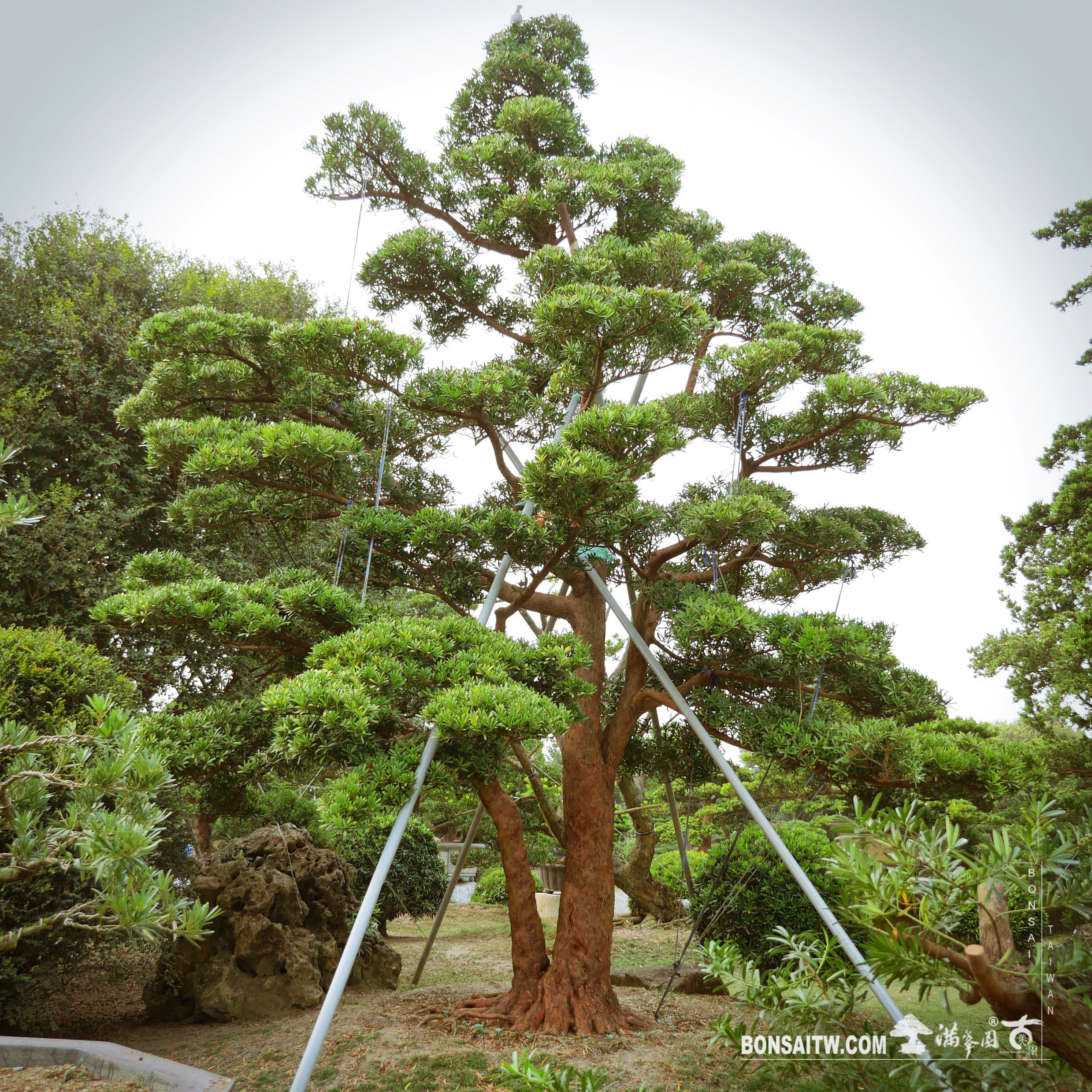 enlight740 [羅漢松]整理 大型庭園樹專區(Garden Tree)