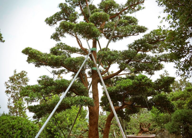 enlight741 [羅漢松]整理 大型庭園樹專區(Garden Tree)