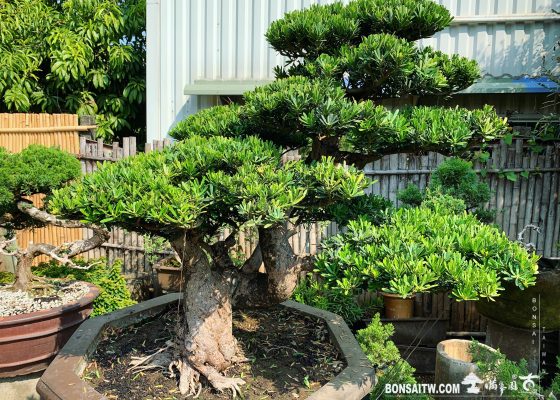 f62b1c5a 51c9 4f60 93da 680028092cab 1 [晶鑽羅漢松]整理 羅漢松(Podocarpus costalis)