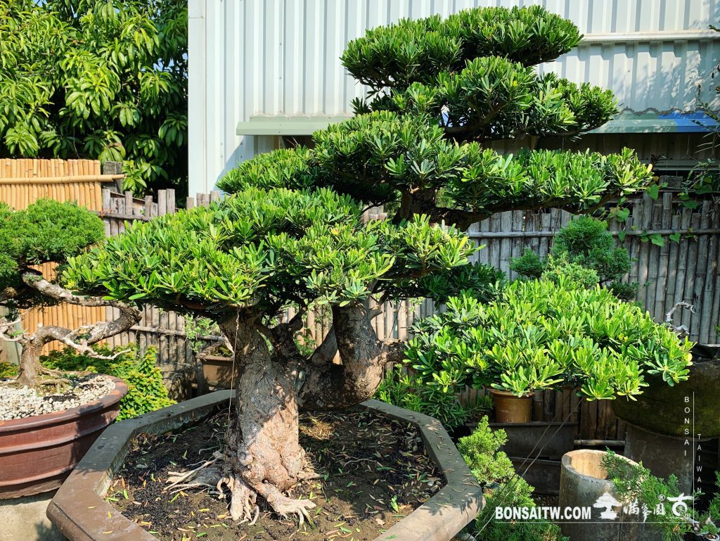 f62b1c5a 51c9 4f60 93da 680028092cab [晶鑽羅漢松]整理 晶鑽羅漢松(Diamond Podocarpus costalis)