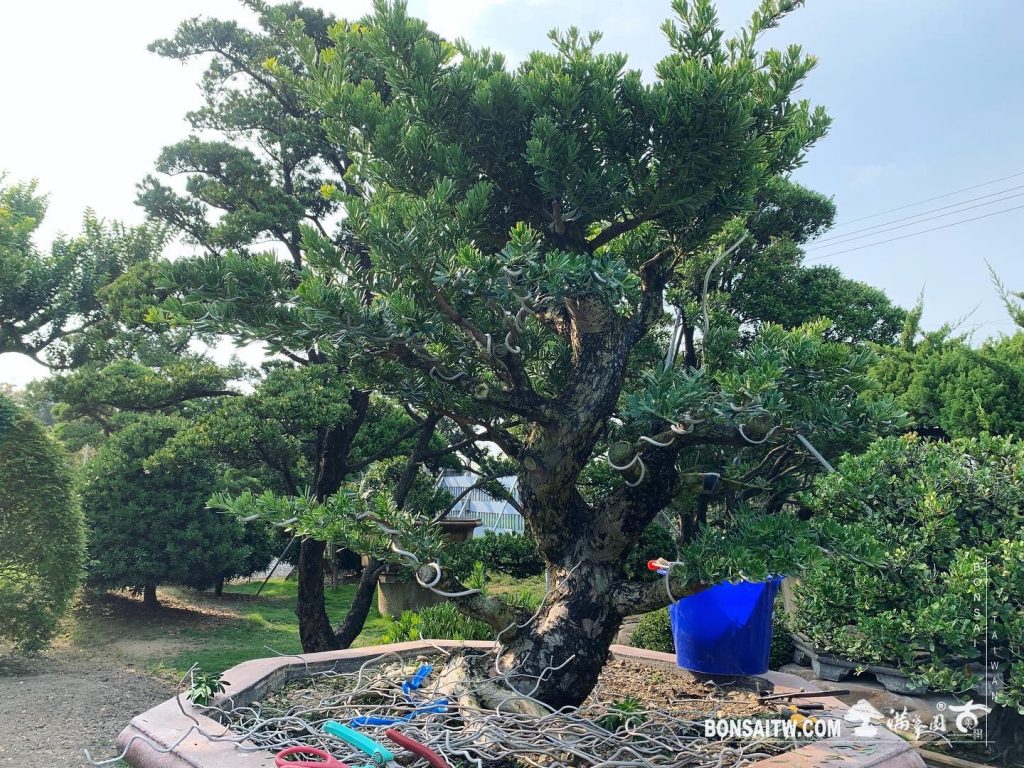 1897e423 ed22 4f6b 9f15 b85a5eb1d1ff [晶鑽羅漢松]整理 晶鑽羅漢松(Diamond Podocarpus costalis)