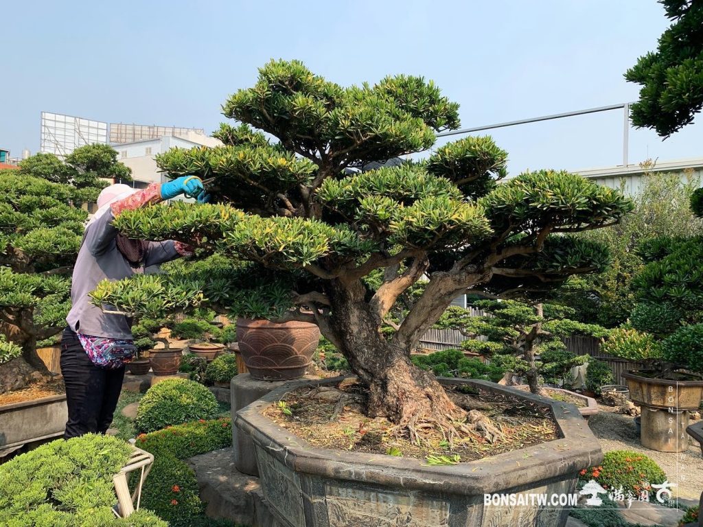 24eec1a1 a701 4cb2 9b3e 6aa1171682a6 [羅漢松]整理