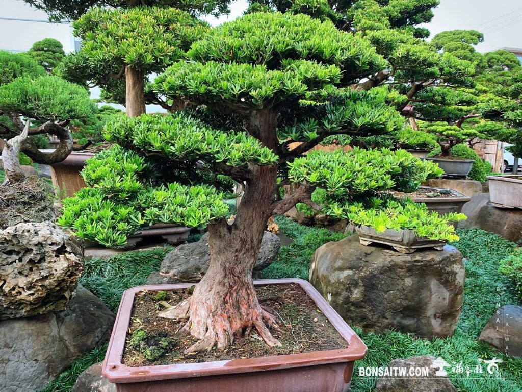 268cd790 2aa4 4bc1 b81b 7a4682a90414 [晶鑽羅漢松]整理 晶鑽羅漢松(Diamond Podocarpus costalis)