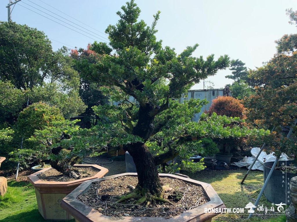 26bde5ce 1d8c 4839 9623 1a3d313636c4 [晶鑽羅漢松]整理 晶鑽羅漢松(Diamond Podocarpus costalis)
