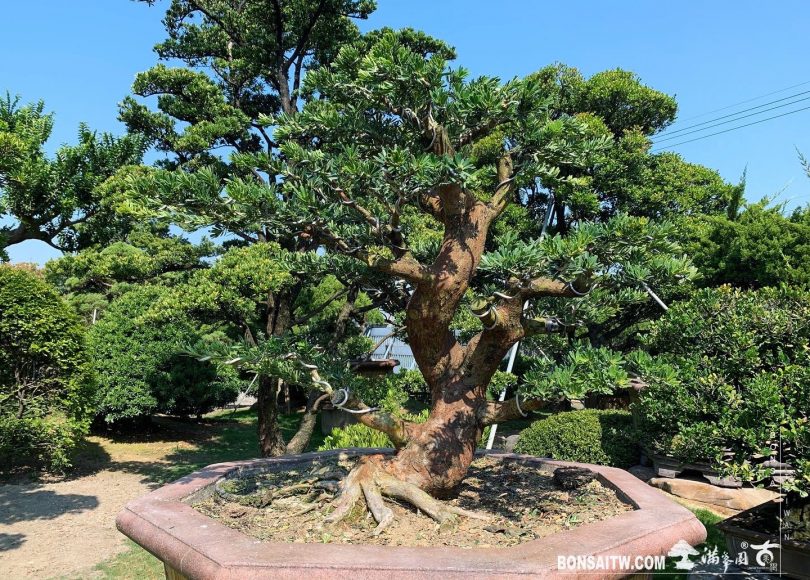 3ed1723b 9539 4c6d 88dc aeabf2fcff28 [晶鑽羅漢松]整理 晶鑽羅漢松(Diamond Podocarpus costalis)