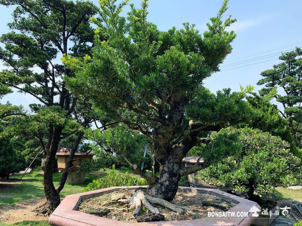 48911aa1 bc9c 47e8 9192 e2d246319b80 [晶鑽羅漢松]整理 晶鑽羅漢松(Diamond Podocarpus costalis)