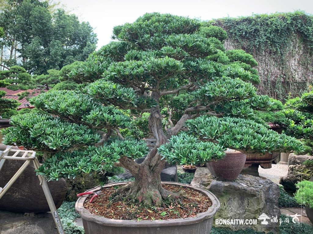 4ab7615d 1831 4c75 b26e 3e200519638a [晶鑽羅漢松]整理 晶鑽羅漢松(Diamond Podocarpus costalis)
