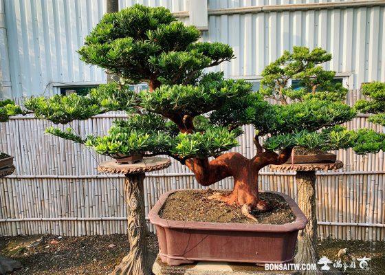 6e63fc4b e812 4809 80f7 e6138e281f94 [晶鑽羅漢松]整理 diamond