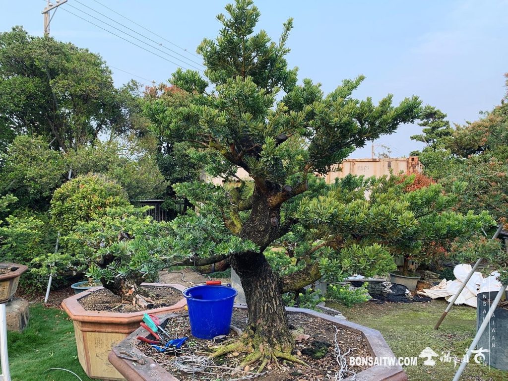 72db4a83 fe28 45dc bc53 bea7a0578b2a [晶鑽羅漢松]整理 晶鑽羅漢松(Diamond Podocarpus costalis)