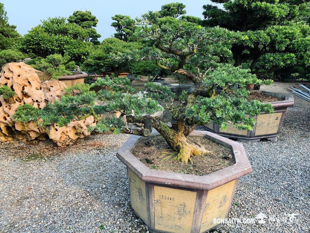 77f37e41 6f99 4a3f ad72 5864778b4e7e [晶鑽羅漢松]整理 晶鑽羅漢松(Diamond Podocarpus costalis)