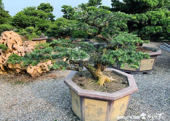 77f37e41 6f99 4a3f ad72 5864778b4e7e [晶鑽羅漢松]整理 晶鑽羅漢松(Diamond Podocarpus costalis)