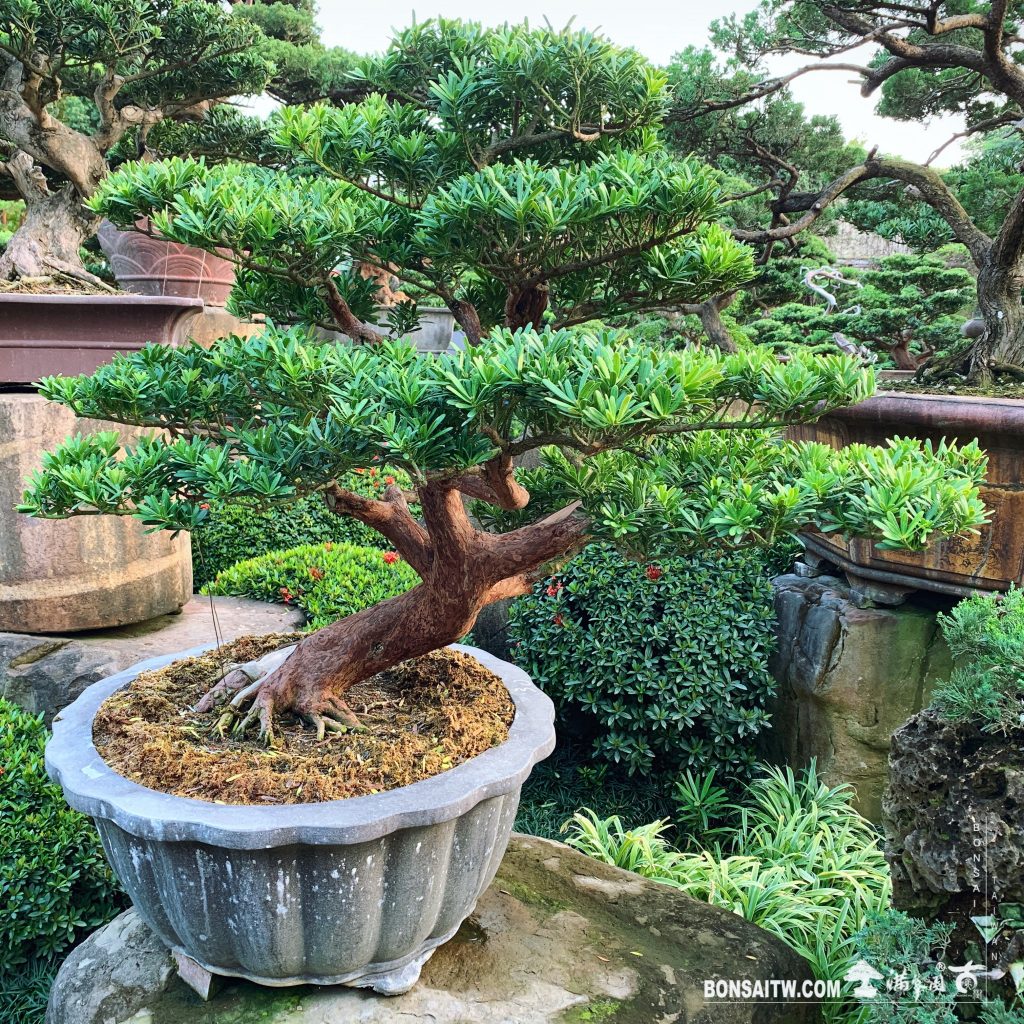 9d5c16e5 0418 4ae8 80b4 25aea736686b [晶鑽羅漢松]整理 晶鑽羅漢松(Diamond Podocarpus costalis)