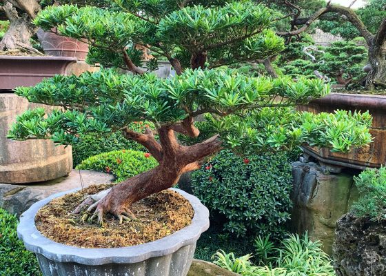 9d5c16e5 0418 4ae8 80b4 25aea736686b [晶鑽羅漢松]整理 羅漢松(Podocarpus costalis)