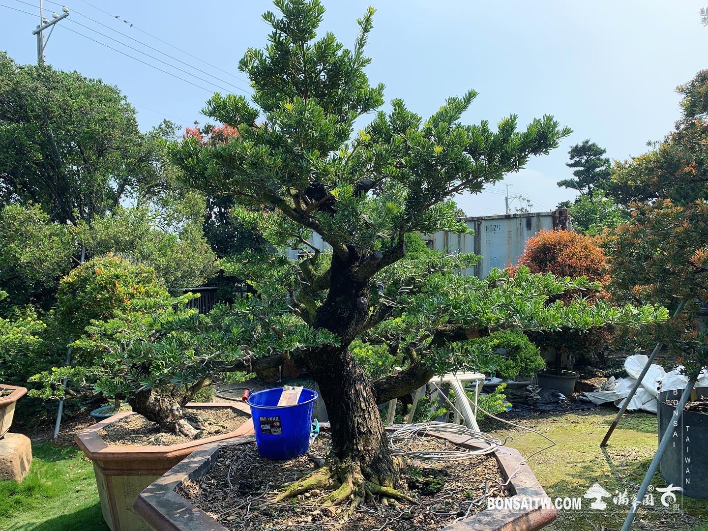 a95da014 1005 4221 bdb3 360bcc3c0018 [晶鑽羅漢松]整理 晶鑽羅漢松(Diamond Podocarpus costalis)