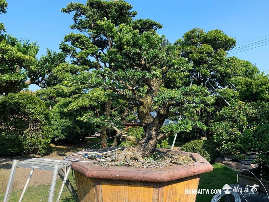 aead285c 34ad 45b6 a136 402395105a46 [晶鑽羅漢松]整理 晶鑽羅漢松(Diamond Podocarpus costalis)