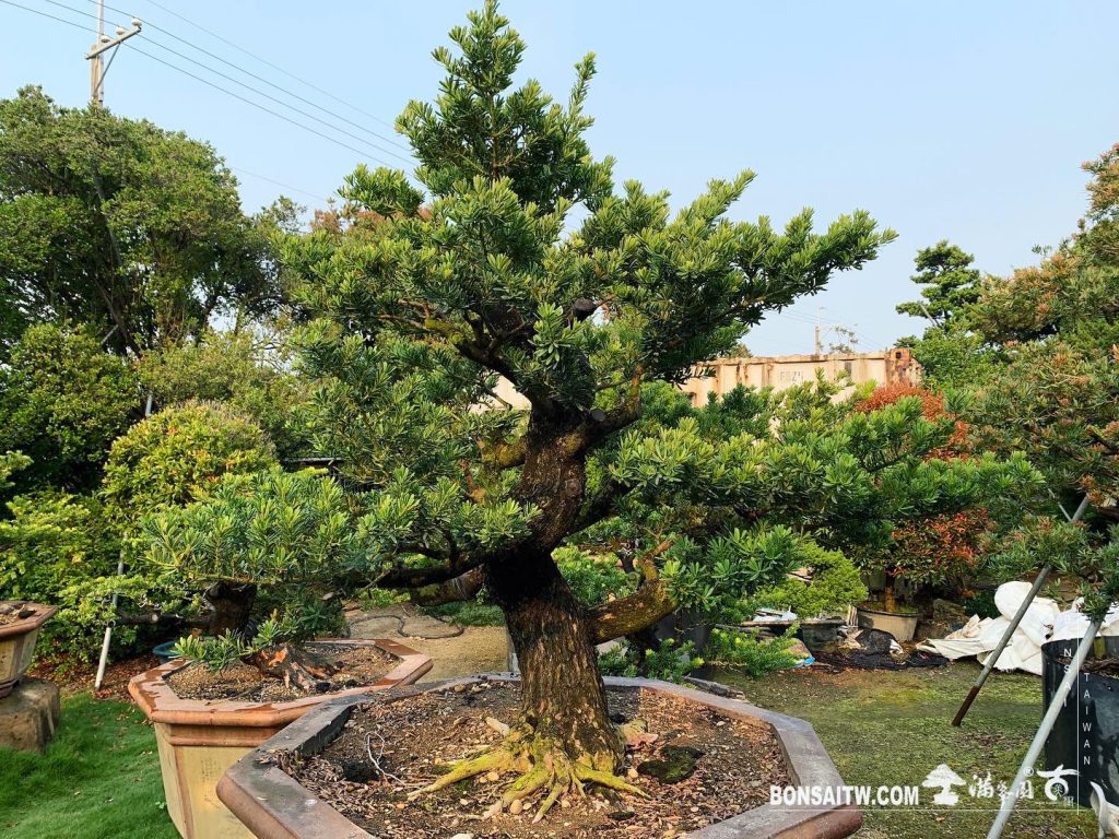 b690ecb6 e083 4147 bf34 40bedd7b89dc [晶鑽羅漢松]整理 晶鑽羅漢松(Diamond Podocarpus costalis)