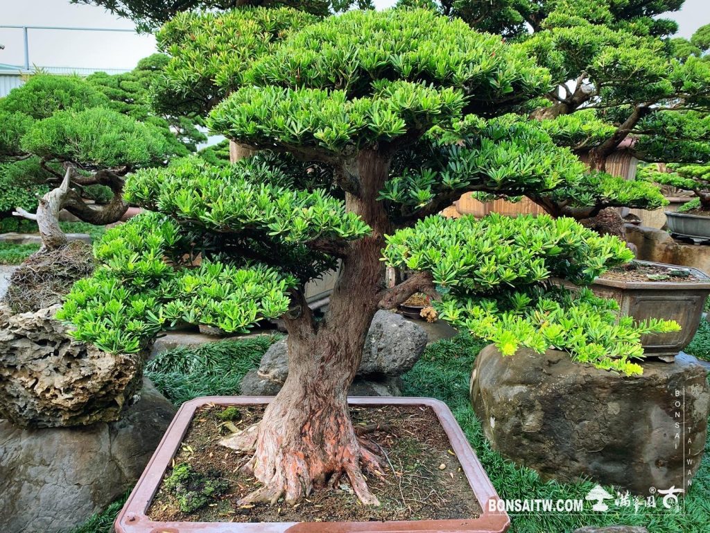 b87b8e2e 1c6a 4b90 9ca8 113e2c1a8325 [晶鑽羅漢松]整理 晶鑽羅漢松(Diamond Podocarpus costalis)