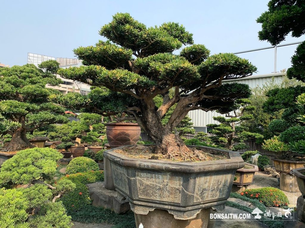 dfba502b 0777 472c 8a57 65e1100b6c77 [羅漢松]整理