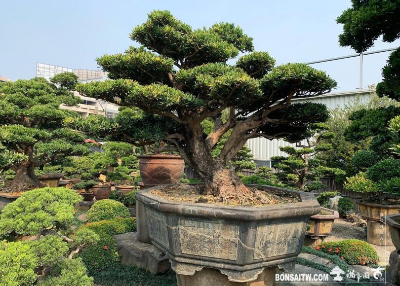 dfba502b 0777 472c 8a57 65e1100b6c77 [羅漢松]整理