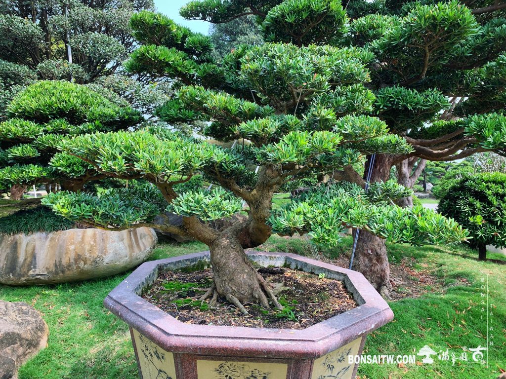 f13df633 af74 47b6 9c5e a76127a8e752 [晶鑽羅漢松]整理 晶鑽羅漢松(Diamond Podocarpus costalis)