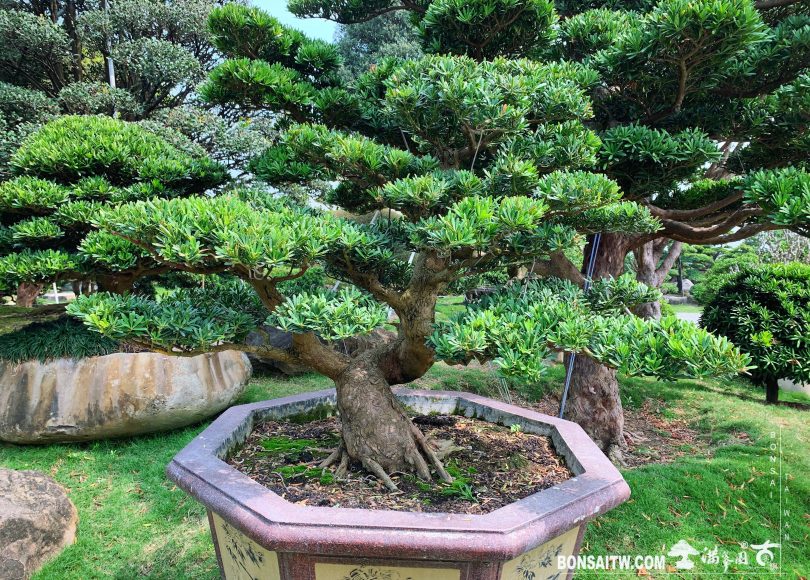 f13df633 af74 47b6 9c5e a76127a8e752 [晶鑽羅漢松]整理 晶鑽羅漢松(Diamond Podocarpus costalis)