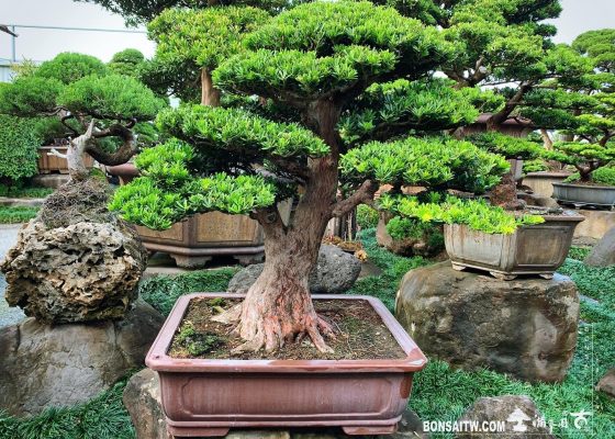 f86f3c74 0362 4d22 b773 27baedffd49b [晶鑽羅漢松]整理 diamond