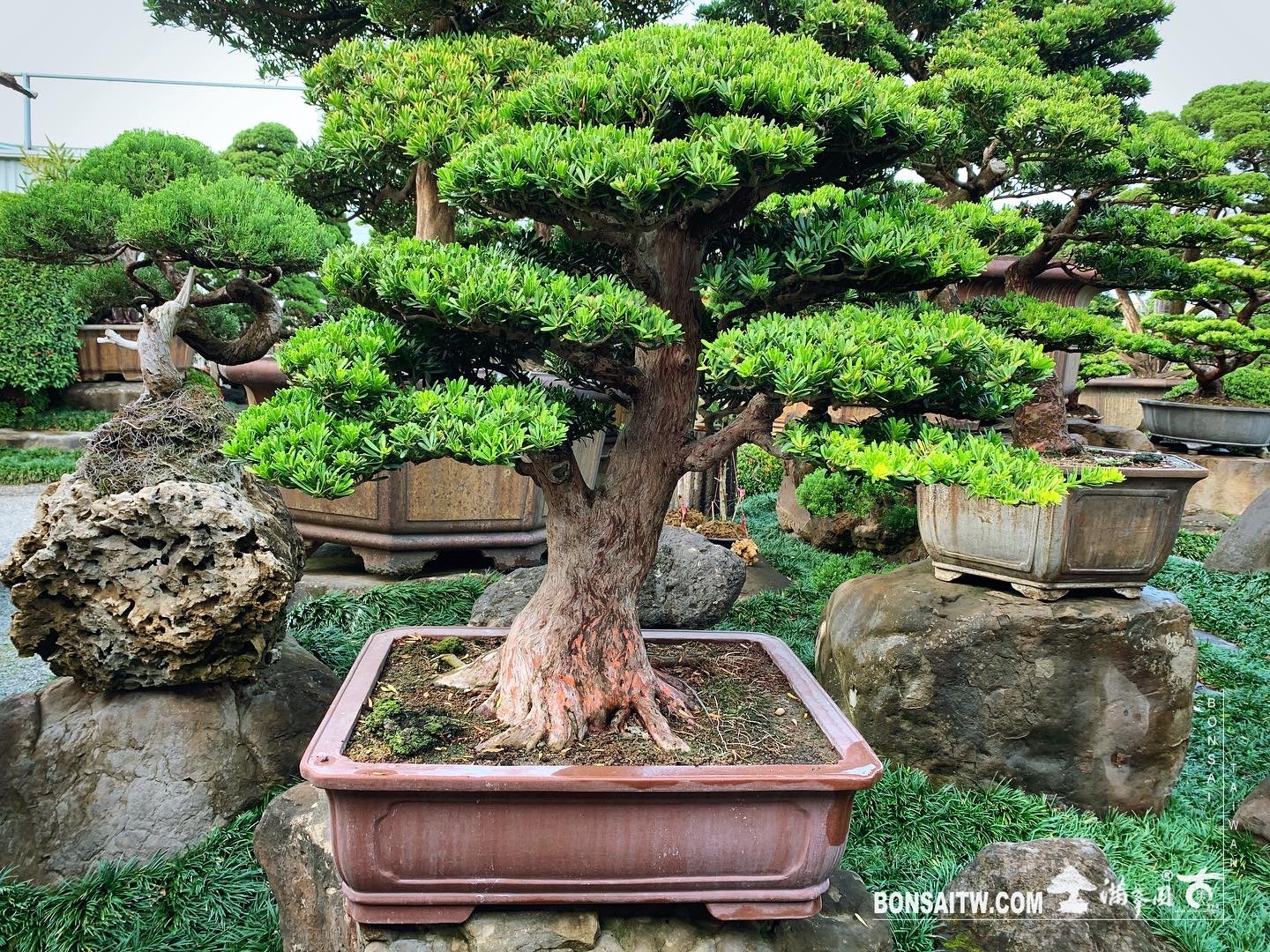 f86f3c74 0362 4d22 b773 27baedffd49b [晶鑽羅漢松]整理 晶鑽羅漢松(Diamond Podocarpus costalis)