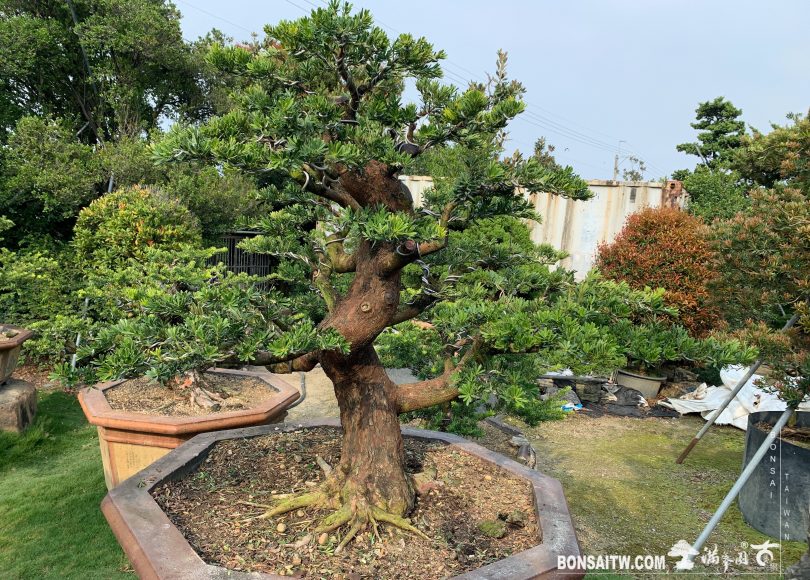 img 4114 [晶鑽羅漢松]整理 晶鑽羅漢松(Diamond Podocarpus costalis)