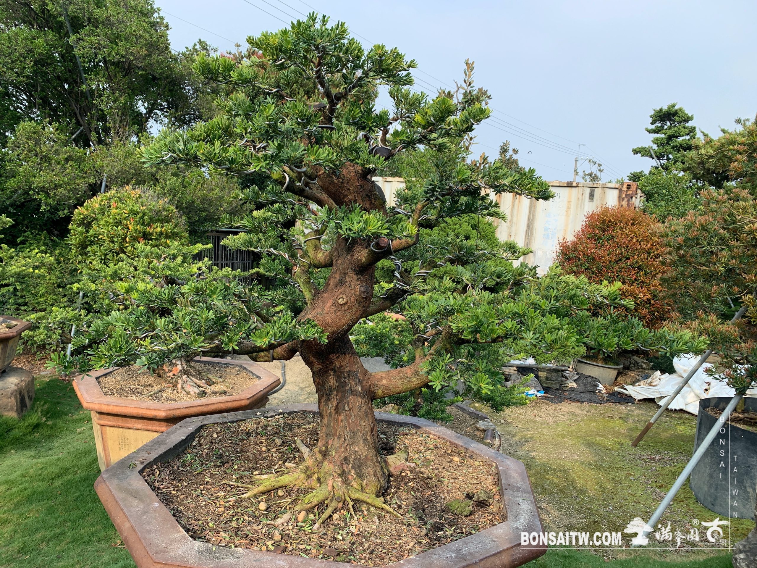 img 4114 [晶鑽羅漢松]整理 晶鑽羅漢松(Diamond Podocarpus costalis)