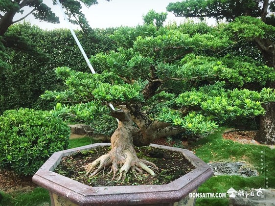 00afaa39 c374 4f99 97b7 ea29a3f349c4 [晶鑽羅漢松]整理 晶鑽羅漢松(Diamond Podocarpus costalis)