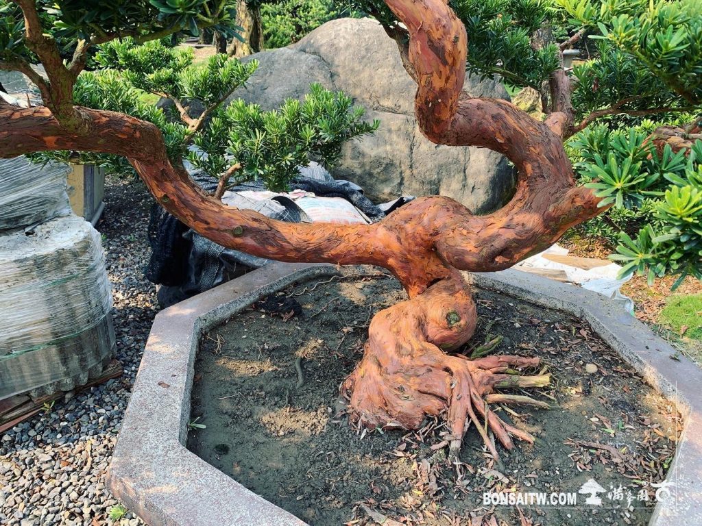 167ebd38 5832 4f9d 9b02 f29cc7b13baa [晶鑽羅漢松]整理 晶鑽羅漢松(Diamond Podocarpus costalis)