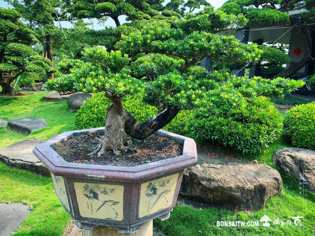 3c57d6b8 0096 46f7 b34c 43fc00d2217e [晶鑽羅漢松]整理 晶鑽羅漢松(Diamond Podocarpus costalis)