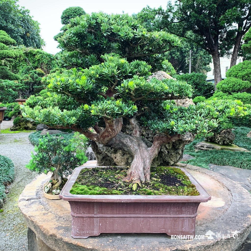 6f87f94d 7af8 4bc2 ad14 7c3c8290495c [晶鑽羅漢松]整理🙏 晶鑽羅漢松(Diamond Podocarpus costalis)