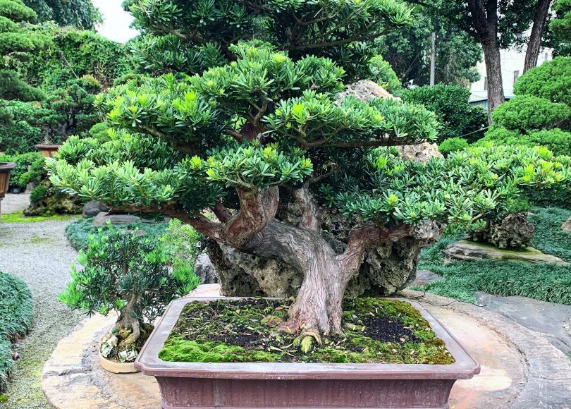 6f87f94d 7af8 4bc2 ad14 7c3c8290495c [晶鑽羅漢松]整理🙏 晶鑽羅漢松(Diamond Podocarpus costalis)