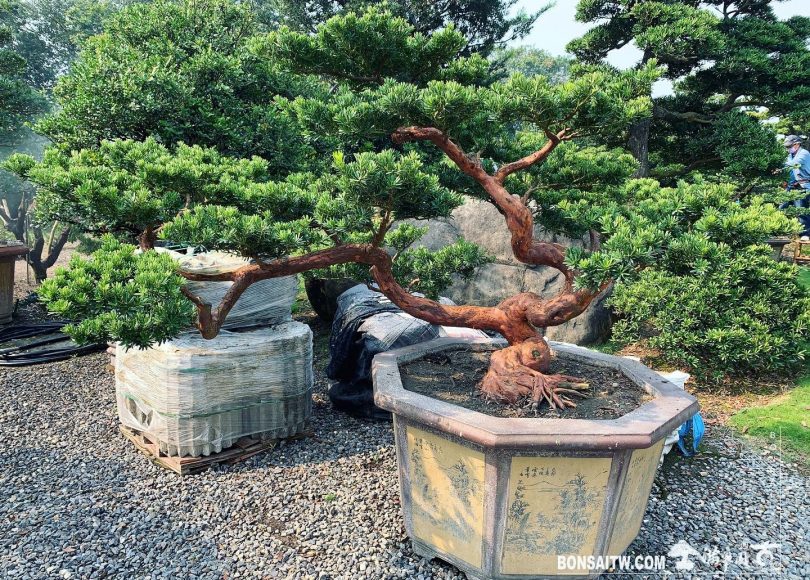 7c83b62a 2981 4150 8890 6e3ab139fa9c [晶鑽羅漢松]整理 晶鑽羅漢松(Diamond Podocarpus costalis)