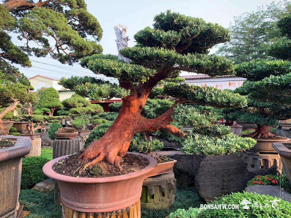 e7eb9ddf db25 42df b934 f7b9a000b337 [晶鑽羅漢松]整理 晶鑽羅漢松(Diamond Podocarpus costalis)