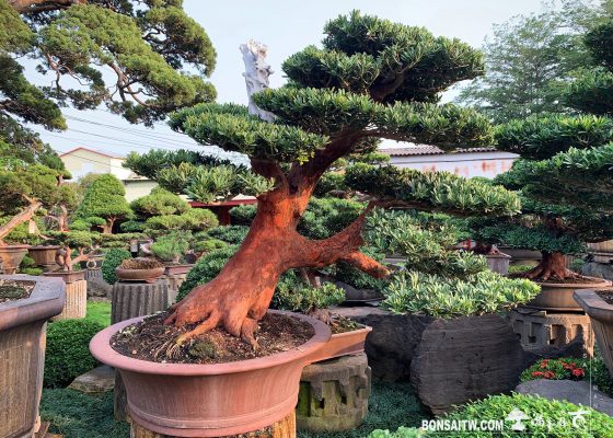 e7eb9ddf db25 42df b934 f7b9a000b337 [晶鑽羅漢松]整理 diamond