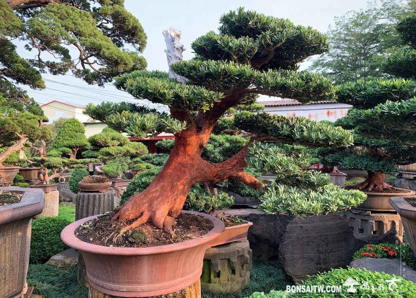 e7eb9ddf db25 42df b934 f7b9a000b337 [晶鑽羅漢松]整理 晶鑽羅漢松(Diamond Podocarpus costalis)