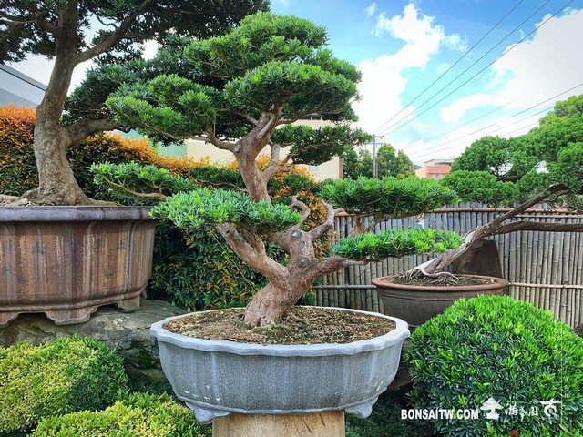 005 [晶鑽羅漢松]整理 盆栽(Bonsai)