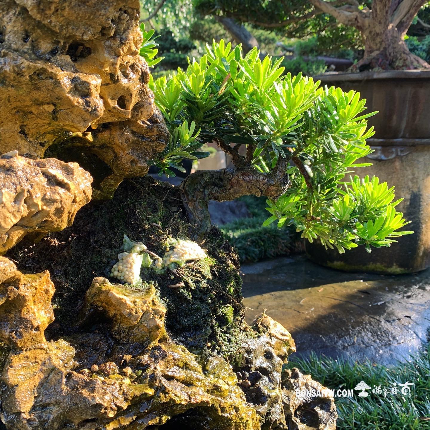 061618ba c75b 4c1e 8303 99fcfeb835b6 樹石共生之趣