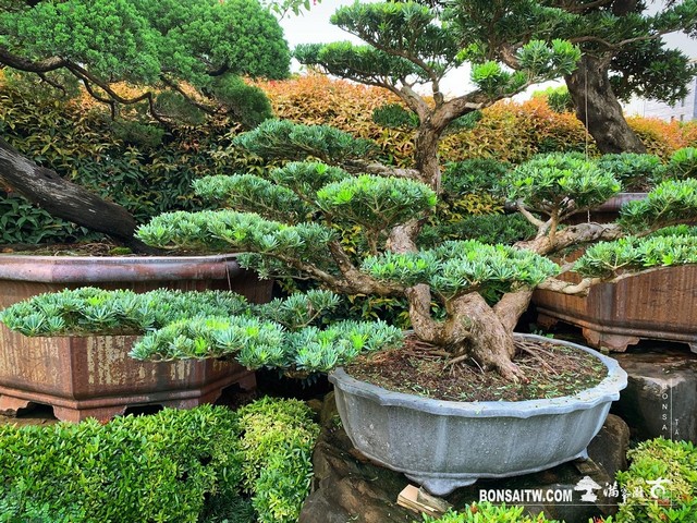 074 [晶鑽羅漢松]整理 盆栽(Bonsai)