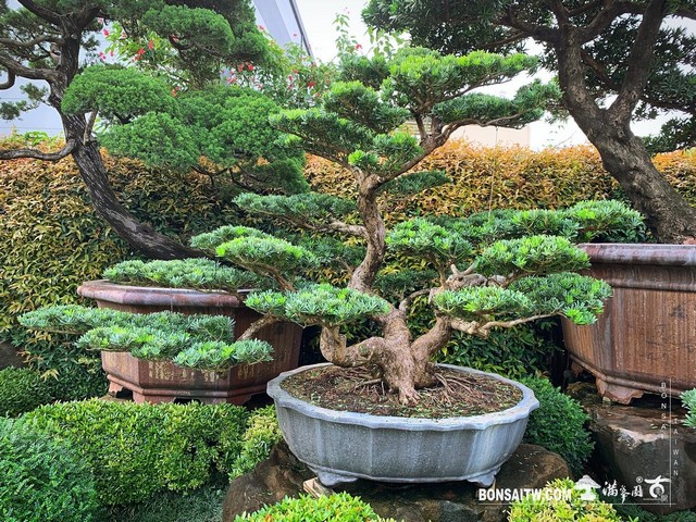 075 [晶鑽羅漢松]整理 盆栽(Bonsai)